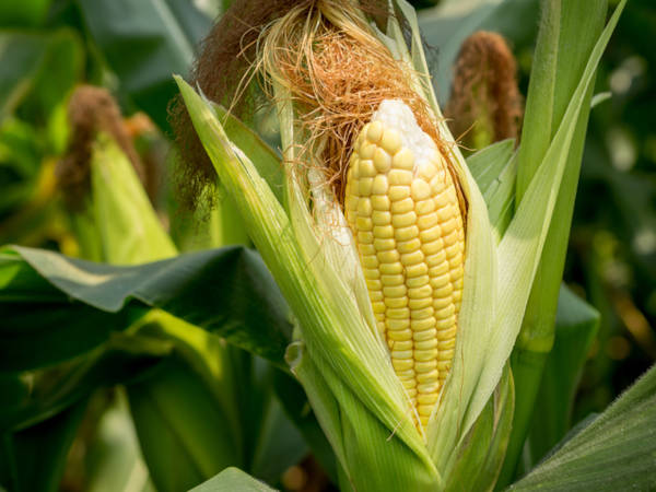 Cultivo de maíz
