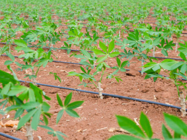 Cultivo de mandioca